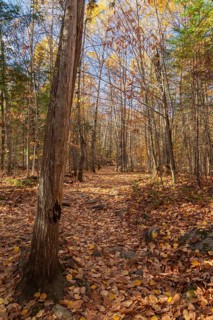Hiking trail covered with fallen leaves through forest of mixed Betula - Birch and Acer - Maple