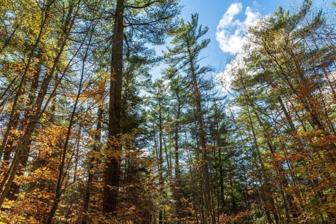Forest of semi silhouetted Acer - Maple and Pinus - Pine trees in autumn, Quebec, Canada