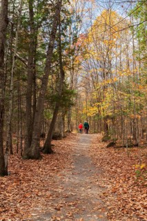 Group of three hikers walking on compacted dirt hiking trail through forest of mixed evergreen and