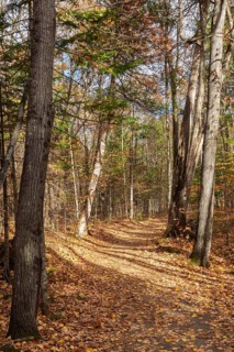 Compacted dirt walking path through forest of mixed deciduous and coniferous trees bathed in