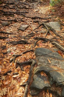Close-up of exposed Pinus resinosa - Red Pine tree roots system and rocks plus fallen pine needles