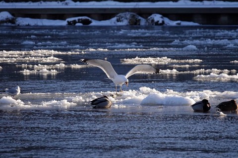 Elbe with ice floes, seagull, winter, Dresden, Saxony, Germany