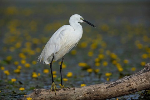 Little Egret (Egretta garzetta) Hungary