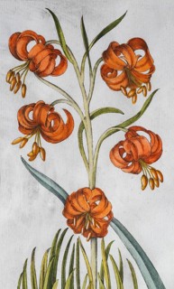 Blossoms, turban lily (Lilium pomponium), hand-coloured copperplate engraving from the Hortus
