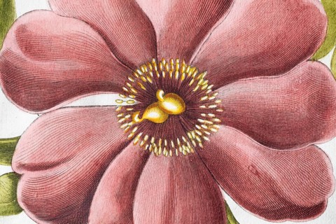 Flower, large-leaved peony (Peonia Mascula), hand-coloured copperplate engraving from the Hortus
