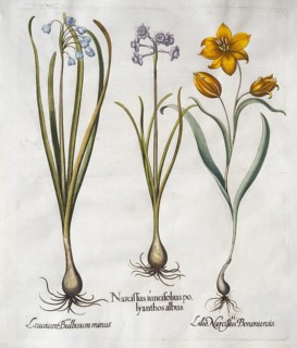 Summer knot flower (Leucojum Aestivum), narcissus with ash-white flowers (Narcissus Papyraceus) and