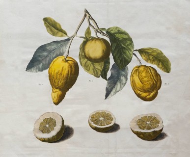 Depiction of various citrus fruits, lemons, cut open and hanging on branches, hand-colored copper