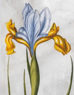 Iris xiphium (Iris Xiphium), hand-coloured copperplate engraving from the Hortus Eystettensis,