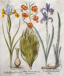 Siberian iris (Iris xiphium), turban lily (Lilium pomponium) and Siberian iris (Iris sibirica),