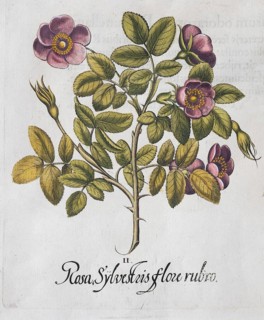 Dark pink dog rose (Rosa canina), hand-coloured copperplate engraving from the Hortus Eystettensis,