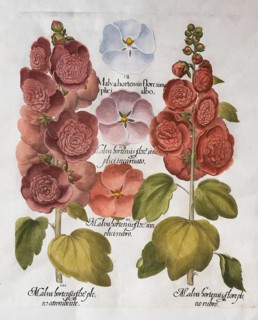 Dark purple hollyhock with double flowers (Alcea Rosea), flower white hollyhock (Alcea Rosea), pink