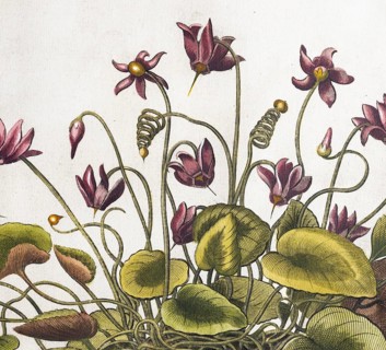 Cyclamen hederifolium (Cyclamen Hederifolium), hand-coloured copperplate engraving from the Hortus