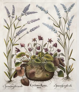 Large spike (Lavandula latifolia), Cyclamen hederifolium, hand-coloured copperplate engraving from