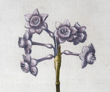 Narcissus with ash-white flowers (Narcissus Papyraceus), hand-coloured copperplate engraving from