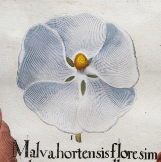 Flower White hollyhock (Alcea Rosea), hand-coloured copperplate engraving from the Hortus