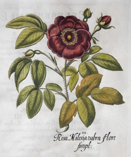 Red vinegar rose (Rosa Gallica), hand-coloured copperplate engraving from the Hortus Eystettensis,
