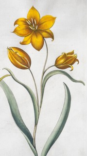 Wild tulip (Tulipa Sylvestris), hand-coloured copperplate engraving from the Hortus Eystettensis,