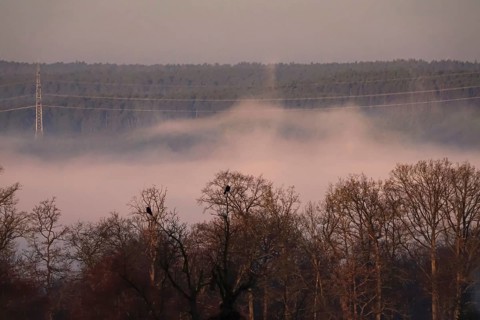 Morning fog in winter, landscape with trees, Germany