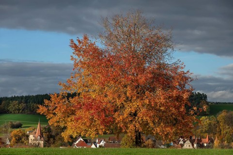 Tree in autumn colours, rain clouds (Nimbostratus), Neunhof near Lauf, Middle Franconia, Bavaria,