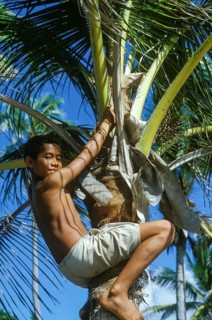 Boy on a coconut tree, Tavewa Island, Yasawa Islands, Fiji