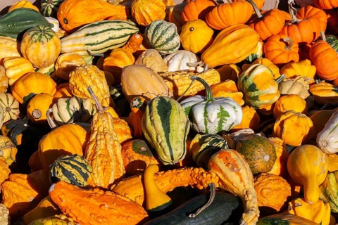 Close-up of freshly harvested mixed Cucurbita spp. 'Ornamental' - Gourds including pumpkins and