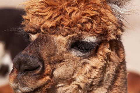 Close-up of brown colored Lama pacos - Alpaca photographed in captivity at an animal refuge,