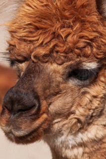 Close-up of brown colored Lama pacos - Alpaca photographed in captivity at an animal refuge,