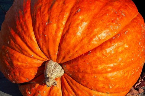 Close-up of large harvested orange Cucurbita - Pumpkin in autumn, Quebec, Canada