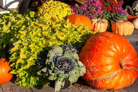 Still life display of assorted harvested Cucurbita - Pumpkins, Brassica - Ornamental Cabbage,