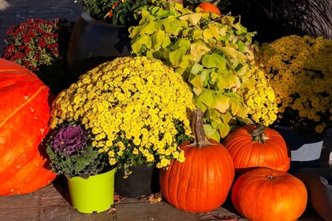 Still life display of harvested orange Cucurbita - Pumpkins, Ipomoea batatas - Sweet Potato, yellow