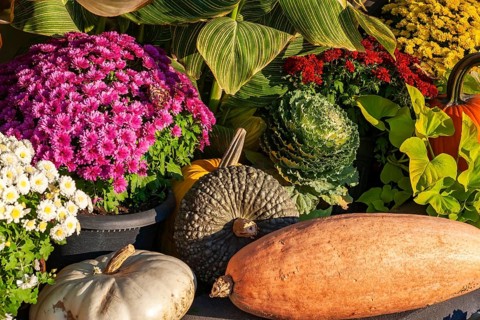 Still life display of assorted harvested Gourds - Pumpkins, Squashes, Chrysanthemum flowers,