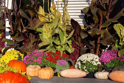 Still life display of harvested Gourds - Pumpkins, Squashes, Chrysanthemum flowers, Brassica -