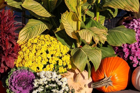 Still life display of harvested Cucurbita - Pumpkins, Chrysanthemum flowers, Brassica - Ornamental