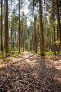 A quiet forest path covered with leaves, surrounded by tall trees, Himmelsglück observation tower