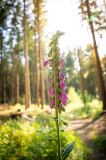 A purple foxglove flower in the forest in sunlight between tall trees, Himmelsglück observation