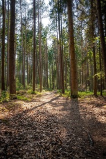 A tree-lined forest trail under a light-flooded canopy, Himmelsglück observation tower with Flying