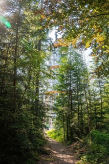 A treetop trail juts through summer forest, flooded with sunlight, Himmelsglück observation tower