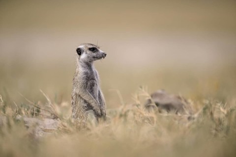 Meerkats or suricates (Suricata suricatta), Makgadikgadi Salt Pans, Makgadikgadi Pans National