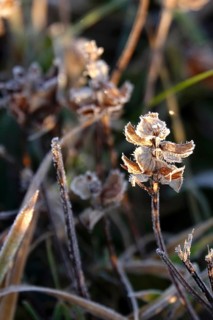 Hoarfrost in a garden in the morning, winter, Germany