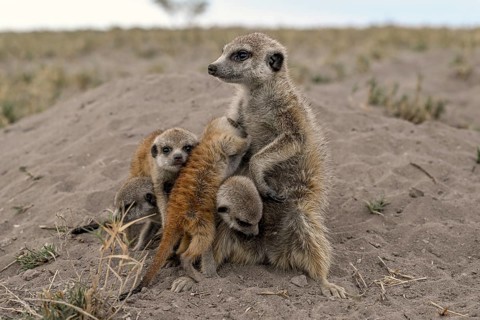 Meerkats or suricates (Suricata suricatta), mother with young, Makgadikgadi Salt Pans, Makgadikgadi