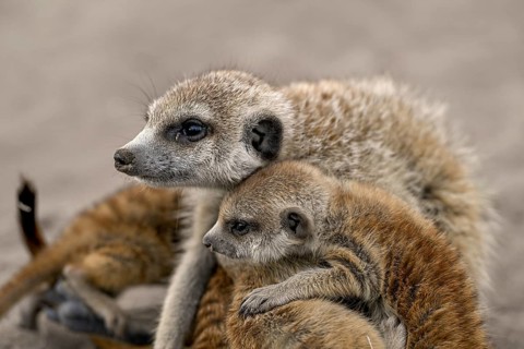 Meerkat or Suricata (Suricata suricatta), mother with young, Makgadikgadi Salt Pans, Makgadikgadi