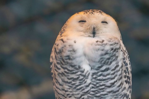 Close-up of a snowy owl