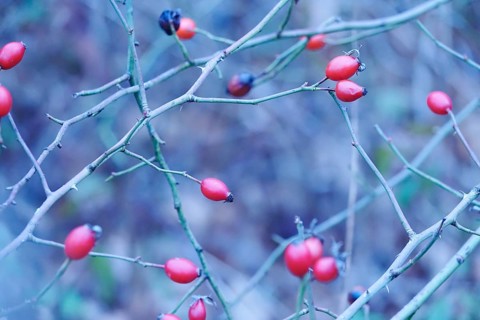 Rose hips on a bush in winter, Germany