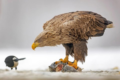 White-tailed eagle (Haliaeetus albicilla) adult bird on the water and on the ice, eating carp as