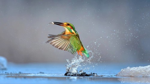 Kingfisher (Alcedo atthis) Winter and frost, hunting with fish as prey, frozen lake, ice-free,