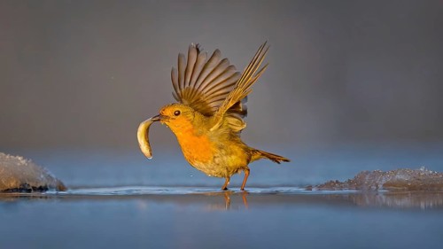 Robin (Erithacus rubecula) Family Flycatcher (Muscicapidae) Winter with frost and ice, hunting fish