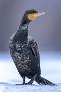 Cormorant (Phalacrocorax carbo) sitting, frost and ice on feathers, portrait, winter, hunting,