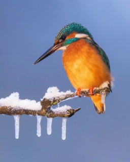 Kingfisher (Alcedo atthis) icicles, winter and frost, perching on frozen branch, foraging, hunting,