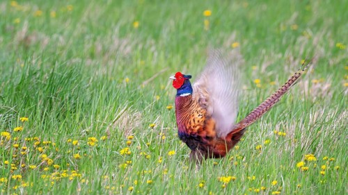 Pheasant (Phasianus colchicus) Hunting game, courtship display, calling, male, summer meadow,