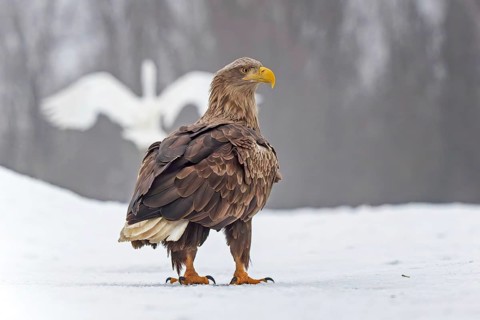 White-tailed eagle (Haliaeetus albicilla) adult bird on the water and on the ice, hunting,